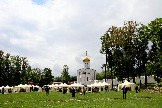 Угрешский монастырь  (5)